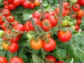 TOMATA